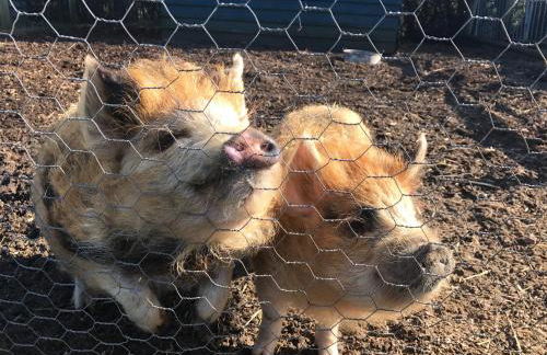 Willow Court Farm Studio South & Petting Farm, 8 mins from Legoland & Windsor, 15 mins from Lapland UK - Foto 88