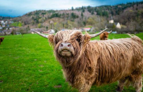 Apartment Schwarzwald Panorama - Foto 25
