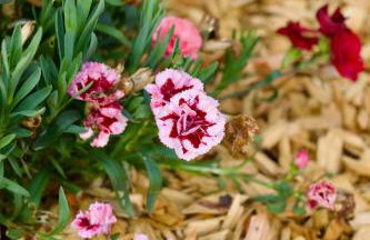 Ferienhaus Plattenberg - Foto 61