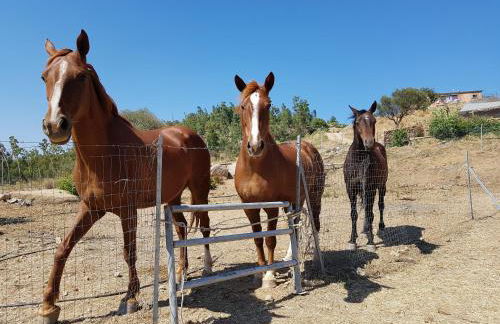 Agriturismo Chiai Francesco - Foto 79