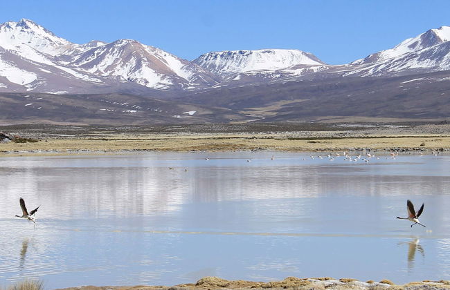 Aymara Region 6-day Tour - Photo 1