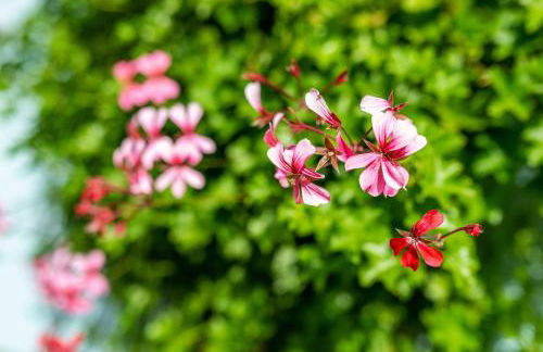 Ferienwohnung Blaues Haus - Foto 29