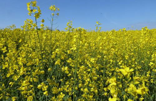 Erholung auf dem Land zwischen Ostsee und Schlei - Foto 35
