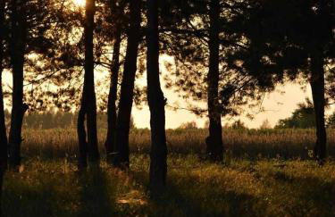 Brzozowy Zakątek - Foto 37