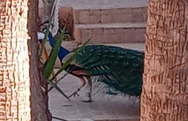 Marrakesh 6-bed Housing Authentic Berber - Foto 24