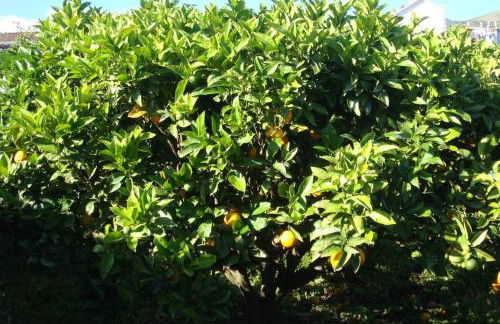 Silveira's Home - Photo 18