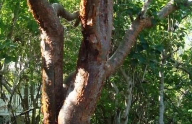 Galley Bay Cottages - Foto 63