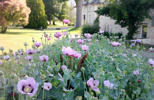 Le Gite Amical des Chiens - Foto 7