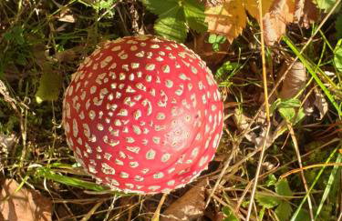 Siedlisko pod Aniołem - Foto 66