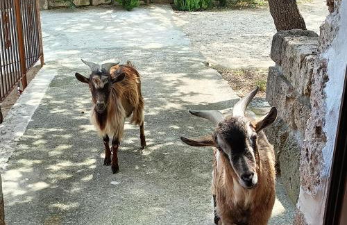 azienda agrituristica la torretta - Foto 6