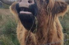 Ben Nevis Manor Lodge & Indoor Private Hot-Tub - Photo 30
