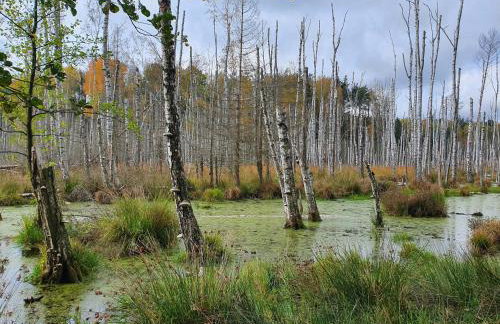 Zaciszne SPA - Foto 51