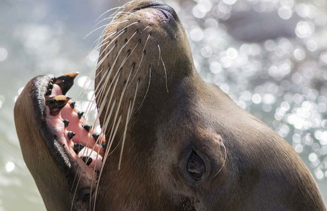 Kayak con leones marinos en Marina del Rey - Foto 7