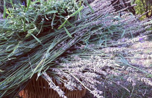 Le Terre Di Isa - Photo 36