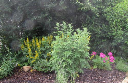 Ferienwohnung "Eifelstueffje" - Foto 37