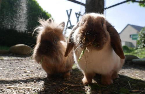 Haus Apfelblüte - Foto 40