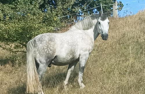 Birkenhof - Photo 11