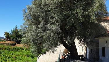 Quinta da Vinha Velha - Foto 4, Garden