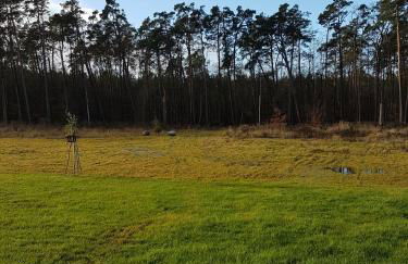 Sonnenstrahl im Küstenwald - Foto 14