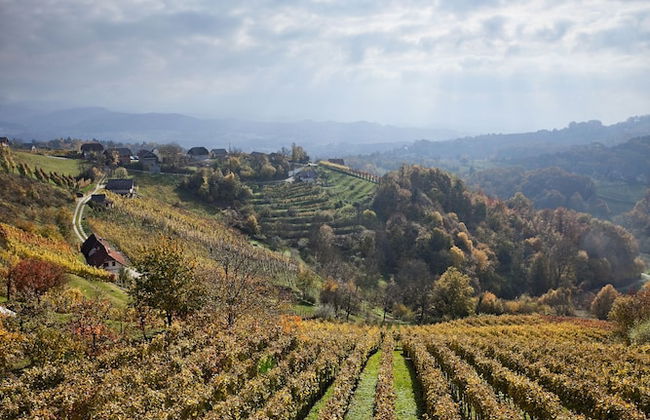 Vineyard cottage Ucman - Foto 15