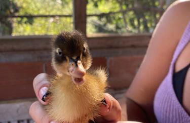Pousada Fazendinha Beach Club Arraial do Cabo - Photo 6