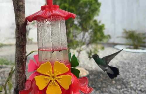 Recanto dos Pássaros - Photo 18