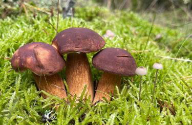 Country house - Foto 47