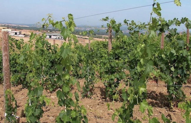 Charming Tuscan Farmhouse - Foto 37