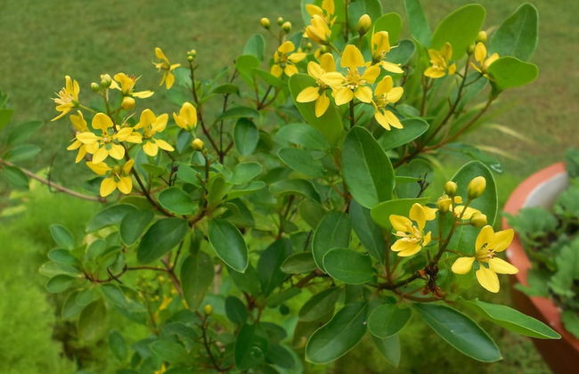 Coconut Treehouse - Foto 23