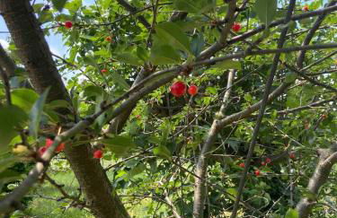 Villa Monferrina - Pool - Unesco Heritage - Photo 41