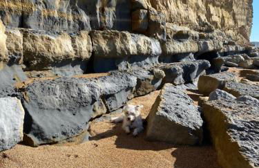 Cosy cottage in Bridport centre - Photo 71