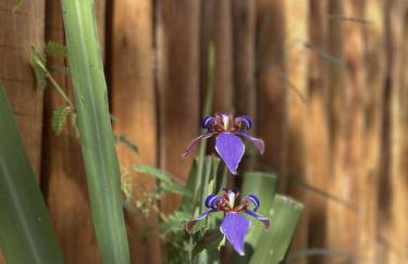 Casa Ipoméia Azul - Foto 30