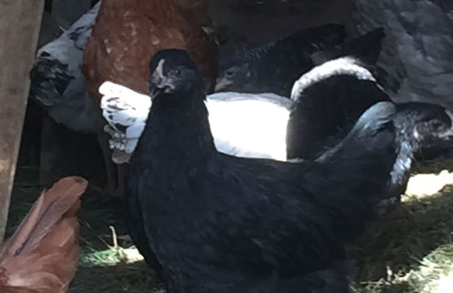 Kaimo Turizmo Sodyba Geras - Foto 63