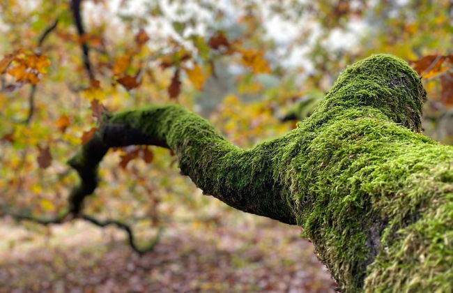 Cottage in Leenderbos Near Nature Reserve - Photo 20