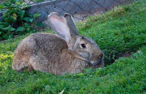 Nengshof Ferienwohnungen Mohnblume und Kornblume - Foto 6