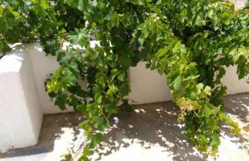 Grandes Apartments Kouremenos - Photo 5