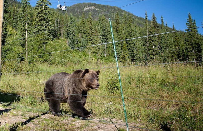 Excursión a un refugio de osos grizzly - Foto 6