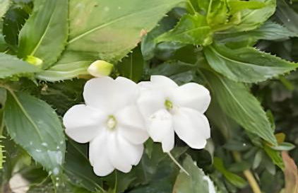 Refúgio Aconchegante em Araxá - Foto 47