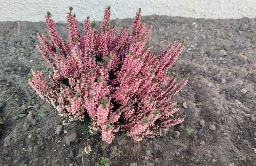 Apartment-Design 1, Altendtadt - Foto 6