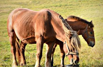 Domki Pod Cerkwią - Foto 59