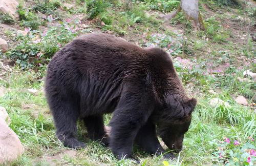 Gästehaus Brigitte Schoch - Photo 12