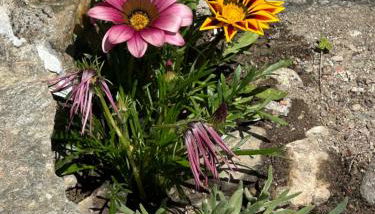 Casa Vacanze Roncaiola - Foto 3, Garden