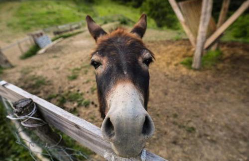 Farm stay Synergia - Hiden treasure - Photo 12