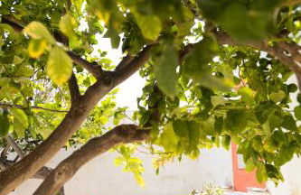 Cantunera Barbára - Foto 7