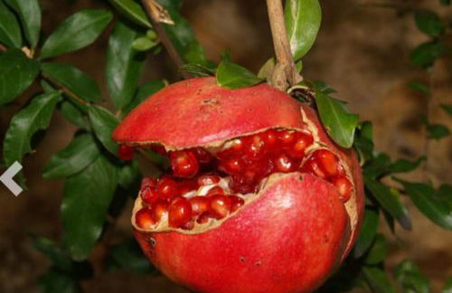 Provarma hills luxury villa gerani - Foto 8