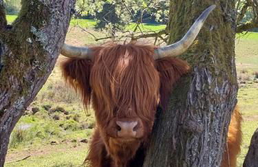 Benno der Wagen - kreativ gestaltetes Tiny House AM WALDRAND Nahezu Alleinlage Rennsteig Grünes Band NATUR PUR Hund willkommen - Foto 24