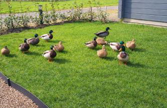 "Kota coeur de bois" Chalet en bois au domaine de l'Aa - Foto 2