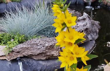 Chez MariLou - Foto 11