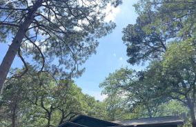 The Pine Tree Palace - Foto 34