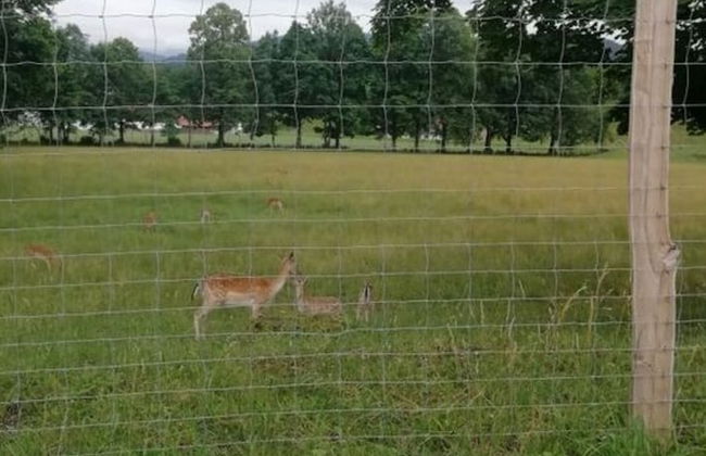 Holiday Apartment Hanal-hof - Photo 14